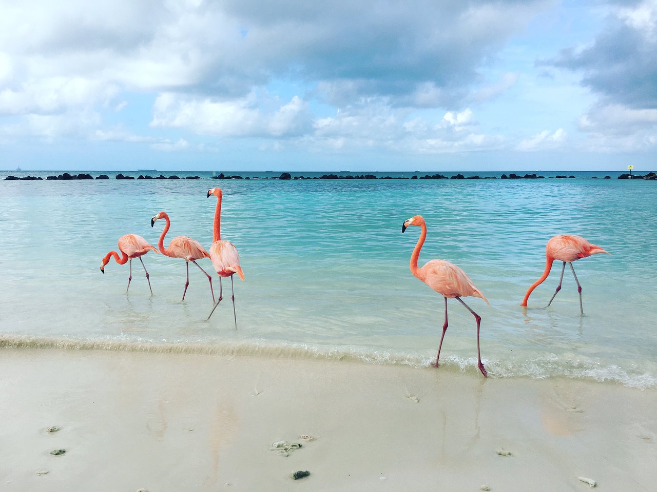Renaissance Aruba Resort and Casino Flamingos