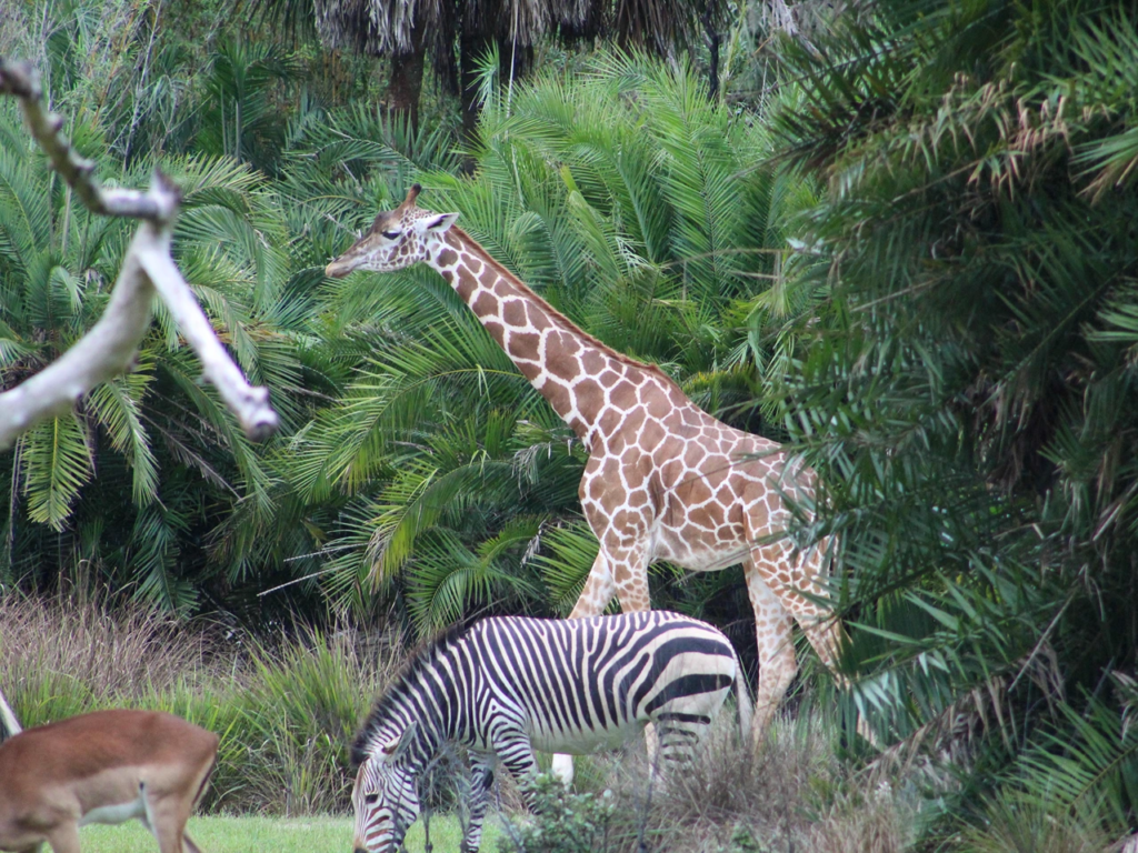 A giraffe and a zebra walking together through lush green foliage in the resort's private savanna area.