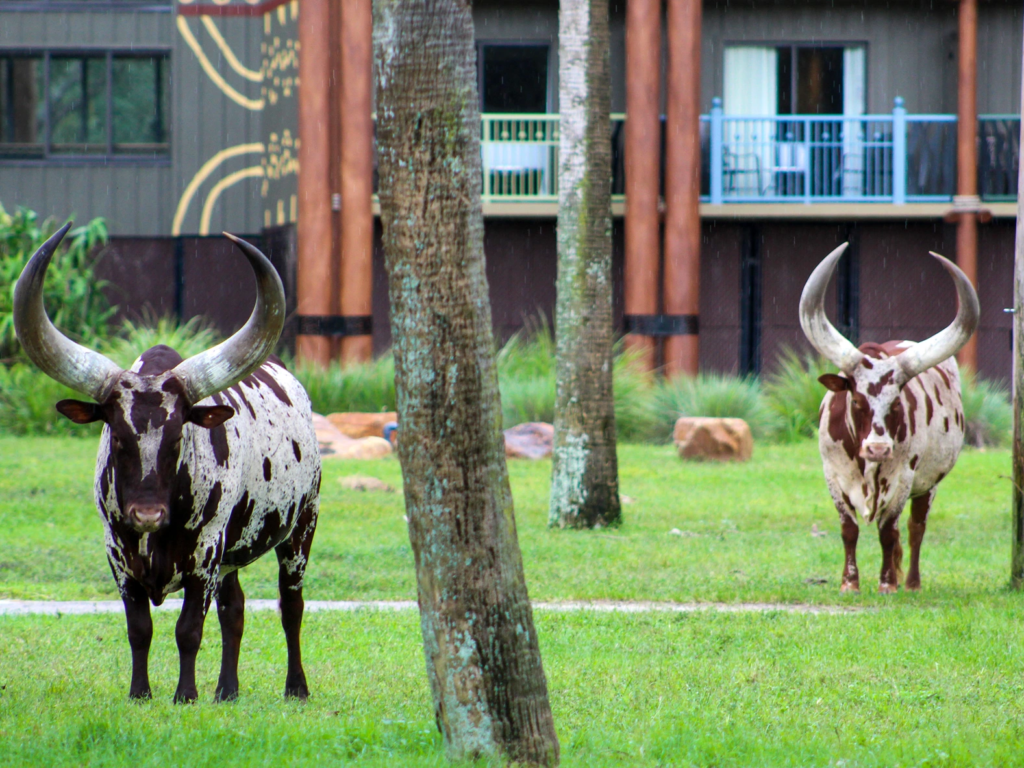 What Is a Leasehold Timeshare: Animal Kingdom Villas
