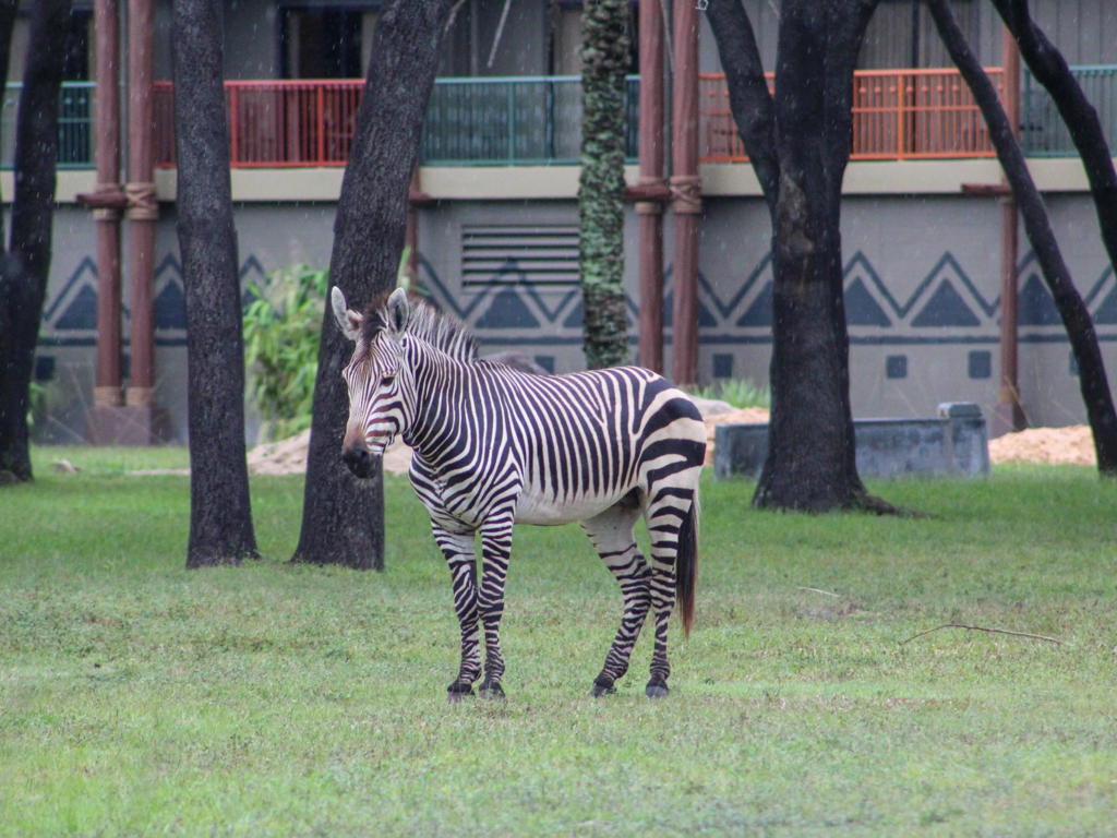 A zebra standing in the grass outside the patterned balconies of Disney's Animal Kingdom Lodge.