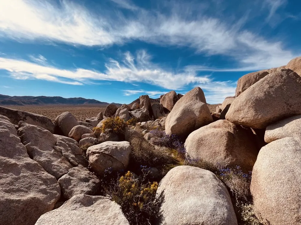 Joshua Tree