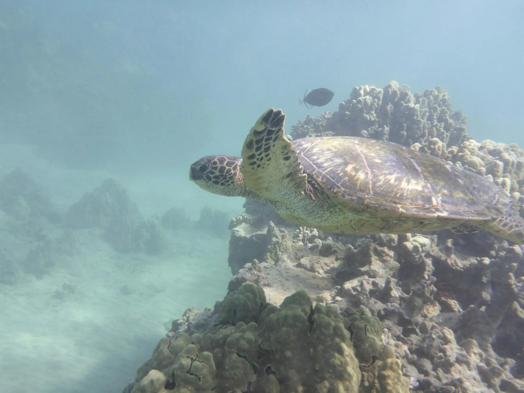 A green sea turtle swims past coral at Turtle Town, one of the best places to snorkel in Maui.