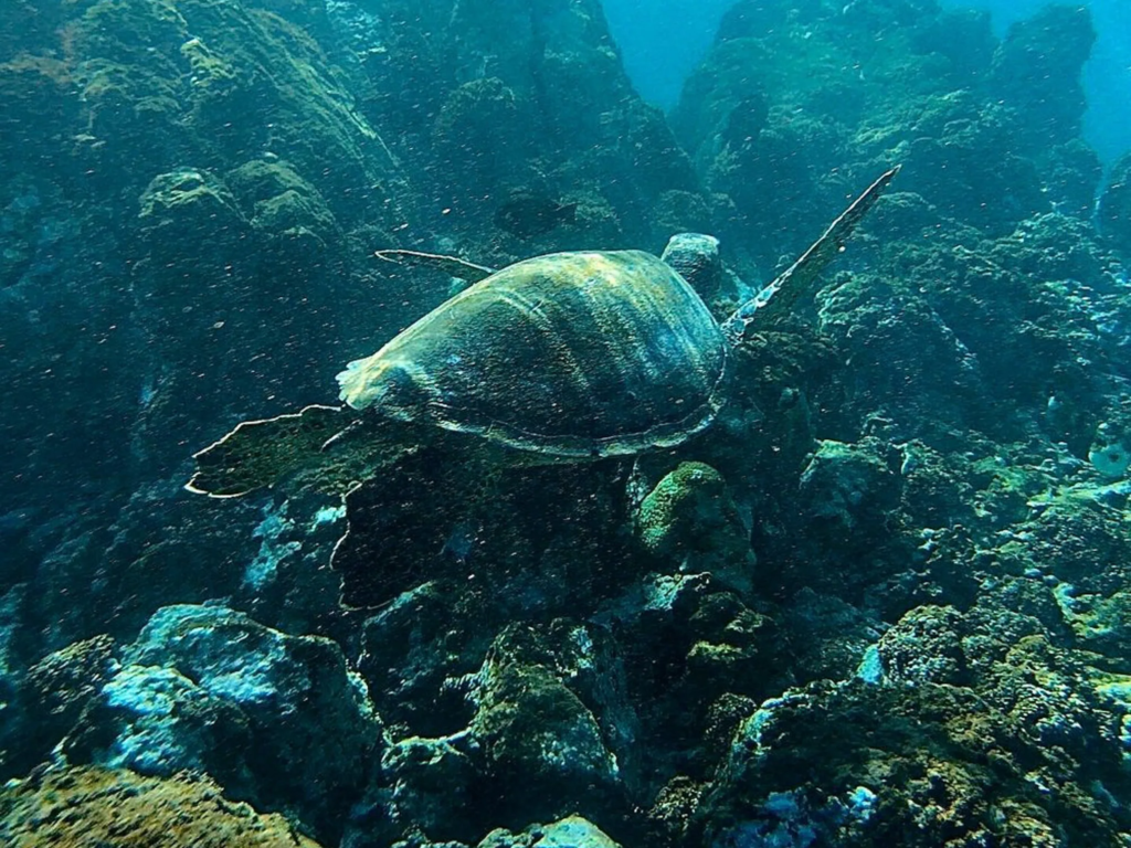 A snorkeler free-diving toward a sea turtle near the reef at Ulua Beach, one of the best places to snorkel in Maui.