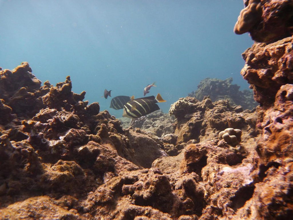 Tropical fish swimming among coral reef formations underwater at Honolua Bay.