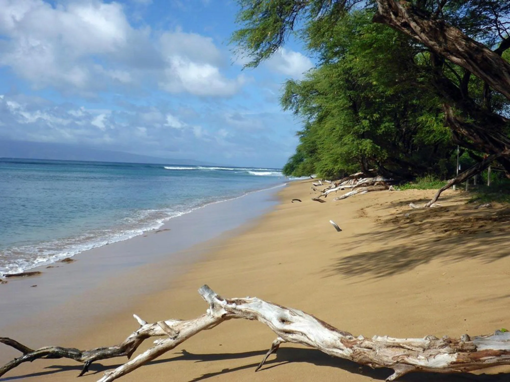 Golden sand beach at Kahekili with driftwood and shade trees along the Maui shoreline.