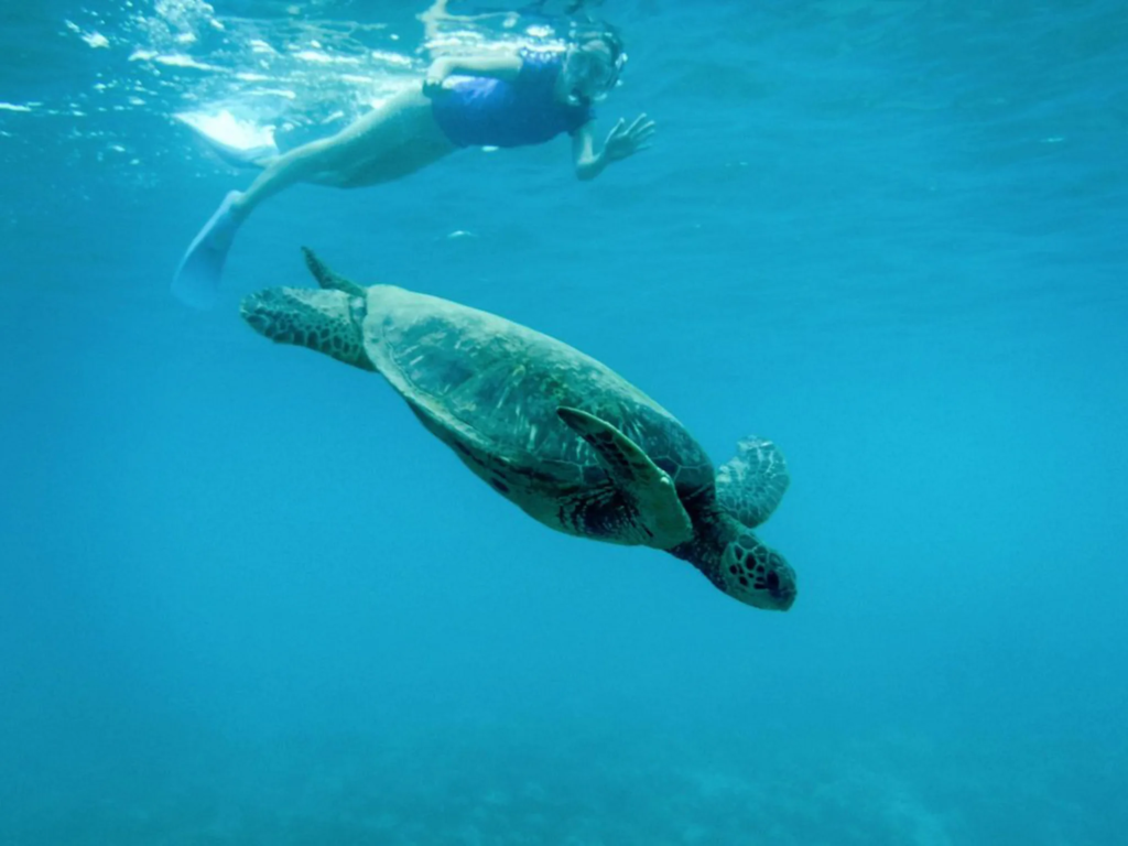 A sea turtle resting on the reef near Kahekili Beach, widely regarded as one of the best places to snorkel in Maui.