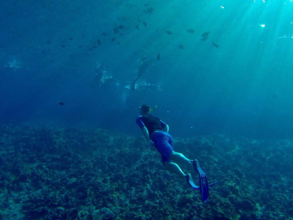 A snorkeler swims over a reef at Molokini Crater, one of the best places to snorkel in Maui, surrounded by small fish.
